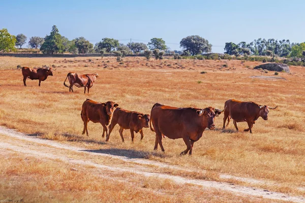 Koeien Van Het Ras Alentejana Raca Alentejana Gefokt Gratis Het — Stockfoto