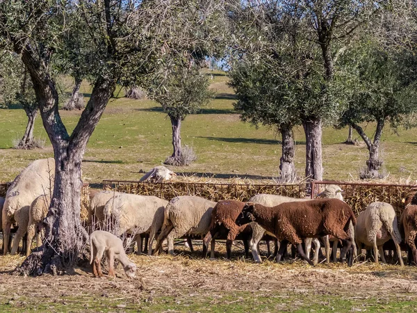 Fårskock Utfodring Olivträd Crato Alto Alentejo Portugal — Stockfoto