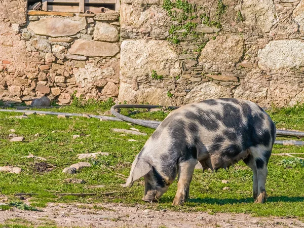 Vrouwelijk Varken Voeding Met Spenen Vol Van Melk Voor Biggen — Stockfoto