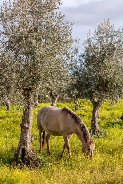 Vemhes Kanca Alter Igazi Fajta Egy High End Lusitano Coudelaria — Stock Fotó