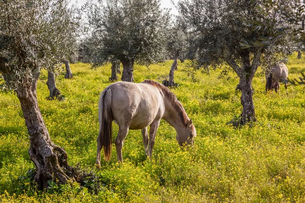 Vemhes Kanca Alter Igazi Fajta Egy High End Lusitano Coudelaria — Stock Fotó