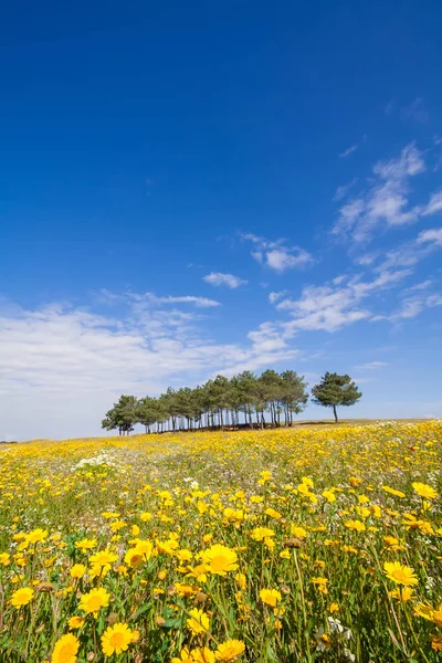 Paisaje Primaveral Con Campo Flores Amarillas Pinos Cielo Azul Con —  Fotos de Stock