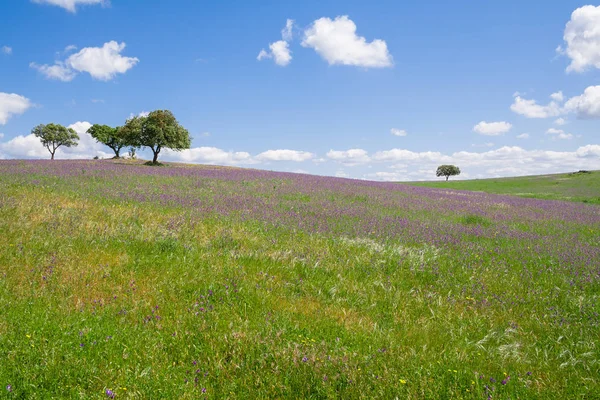 Alentejo Landscape Spring Fields Covered Flowers Alto Alentejo Portugal — Stock Photo, Image