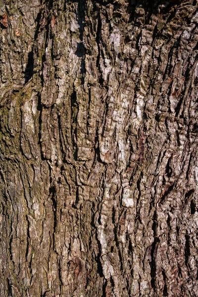 Bir Zeytin Ağacı Kabuğu Arka Plan Dokusu — Stok fotoğraf