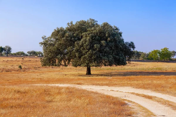 Magyaltölgy Quercus Ilex Crato Portugália Dél Nyári Táj Crato Alto — Stock Fotó