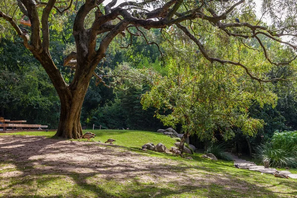 Lisboa Portugal Octubre 2016 Jardines Fundación Calouste Gulbenkian Parque Urbano — Foto de Stock