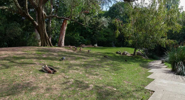 Lisboa Portugal Octubre 2016 Caminos Céspedes Aves Jardín Fundación Calouste — Foto de Stock