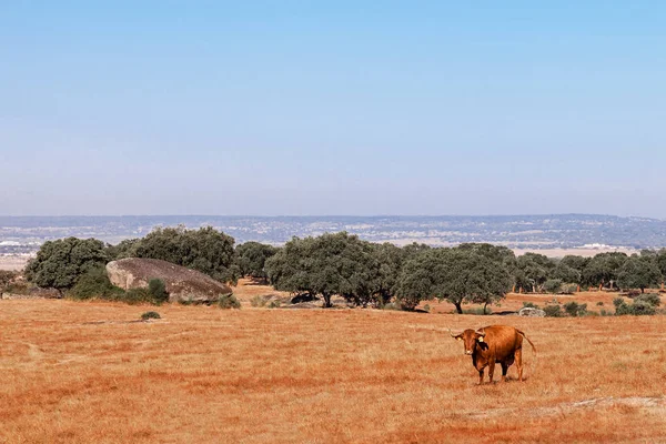 Cow Alentejana Fajta Vagy Rača Alentejana Alto Alentejo Táj Portalegre — Stock Fotó