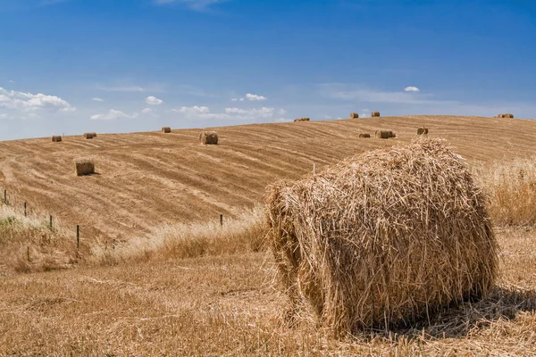 Сільськогосподарський Регіон Сільську Місцевість Під Час Врожаю Сіна Або Пшениці — стокове фото