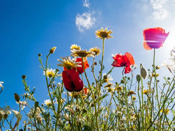 Bright Red Poppies Backlit Poppy Field Looking Upwards Ground Level — Stock Photo, Image