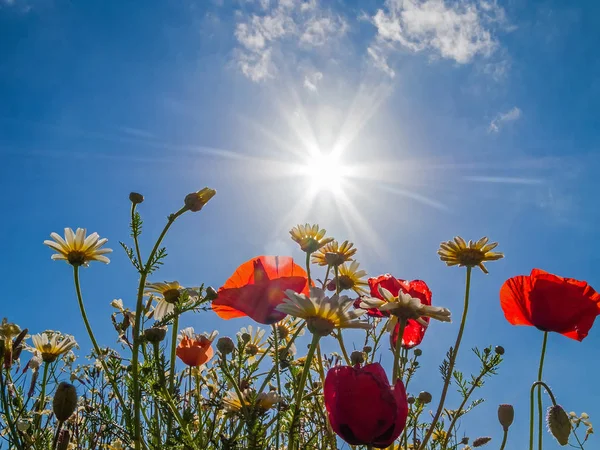 Bright Red Poppies Backlit Poppy Field Looking Upwards Ground Level — Stock Photo, Image