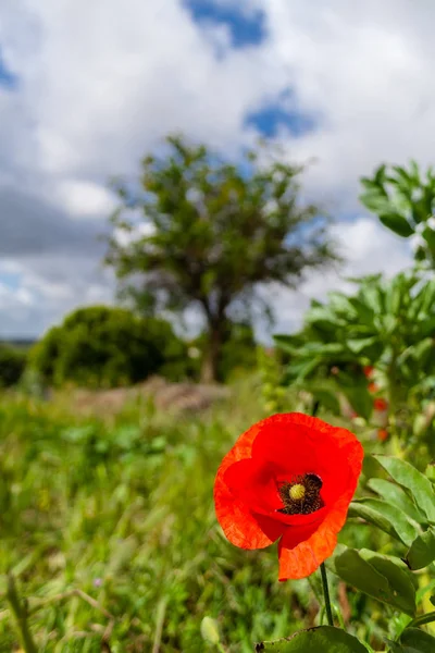 Close Single Bright Red Poppy Spring Summer Middle Field Meadow — Stock Photo, Image