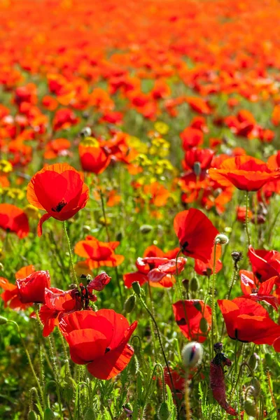 Bright Red Poppies Spring Summer Poppy Field Meadow Pasture — Stock Photo, Image