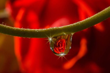 makro damla gül yansıtan su.