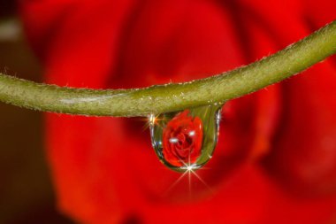 makro damla gül yansıtan su.