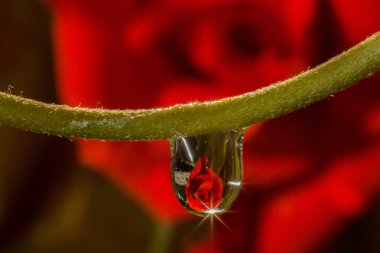 makro damla gül yansıtan su.