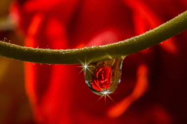 makro damla gül yansıtan su.