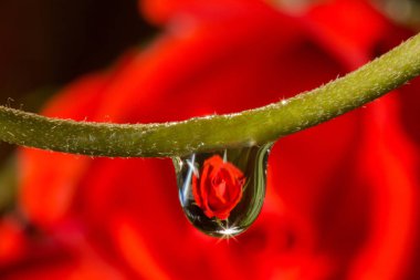 makro damla gül yansıtan su.