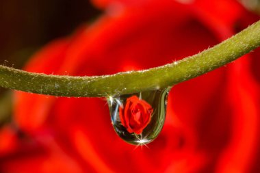 makro damla gül yansıtan su.