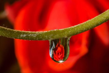 makro damla gül yansıtan su.