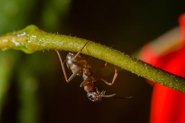 bir karınca dal, makro bir damla gül yansıtan su ile.