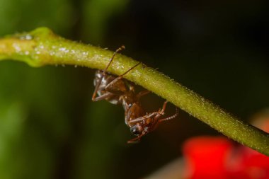 bir karınca dal, makro bir damla gül yansıtan su ile.
