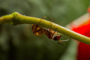 bir karınca dal, makro bir damla gül yansıtan su ile.