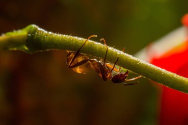 bir karınca dal, makro bir damla gül yansıtan su ile.