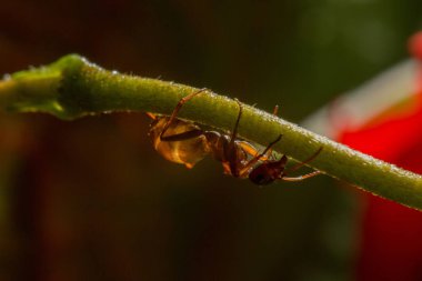 bir karınca dal, makro bir damla gül yansıtan su ile.