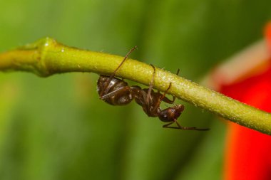 bir karınca dal, makro bir damla gül yansıtan su ile.