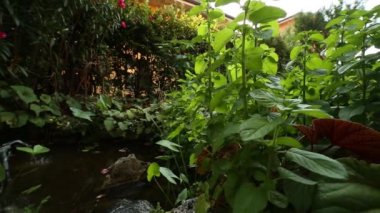 bir bahçe bir tatlı su birikintisi hareketli görünümü.