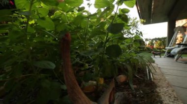 bir bahçe bir ev görünümünü taşıma