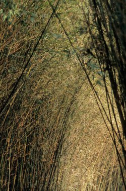 BAMBOO CHENGDU ARAŞTIRMA Üs, SICHUAN, ÇİN, ÇİN ADAMI XIONGMAO