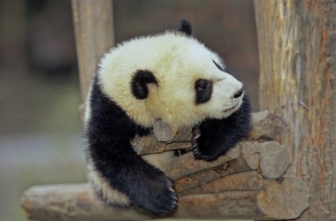 Dev Panda (AILUROPODA MELANOLEUCA), CHENGDU ARAŞTIRma Üssü, SICHUAN, Çin, ÇİN Adı: XIONGMAO