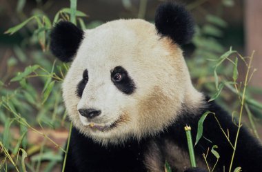 Dev Panda (AILUROPODA MELANOLEUCA), CHENGDU ARAŞTIRma Üssü, SICHUAN, Çin, ÇİN Adı: XIONGMAO