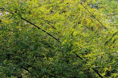 BAMBOO, DEVAM PANDA ARAŞTIRMA ÇİN, SICHUAN, ÇİN, SICHUAN devi PANDA SANCTUARİES, MAN VE BOSPhere RESERVE, DÜNYA NERİTESCO (2006))