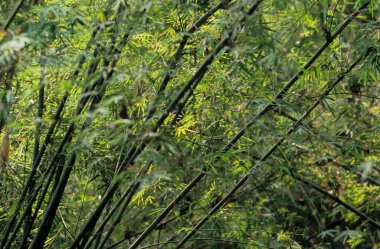 BAMBOO, DEVAM PANDA ARAŞTIRMA ÇİN, SICHUAN, ÇİN, SICHUAN devi PANDA SANCTUARİES, MAN VE BOSPhere RESERVE, DÜNYA NERİTESCO (2006))