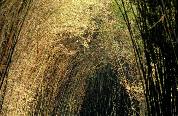 Bamboo Chengdu Research Base Sichuan China Chinese Name Xiongmao — стоковое фото