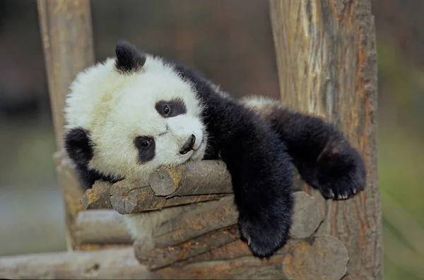 Giant Panda Ailuropoda Melanoleuca Base Investigación Chengdu Sichuan China Nombre — Foto de Stock