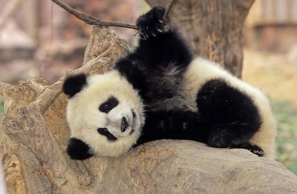 Giant Panda Ailuropoda Melanoleuca Chengdu Base Investigação Sichuan China Chinese — Fotografia de Stock