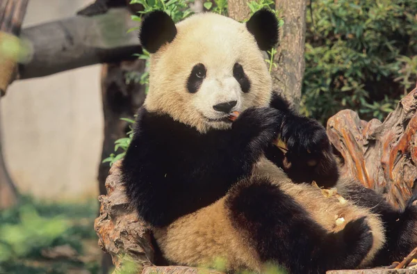 Giant Panda Ailuropoda Melanoleuca Βάση Δεδομένων Έρευνας Chengdu Sichuan Κινα — Φωτογραφία Αρχείου
