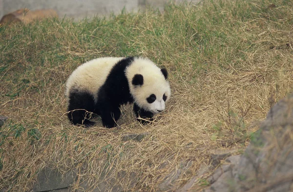 Dev Panda Ailuropoda Melanoleuca Chengdu Araştirma Üssü Sichuan Çin Adı — Stok fotoğraf