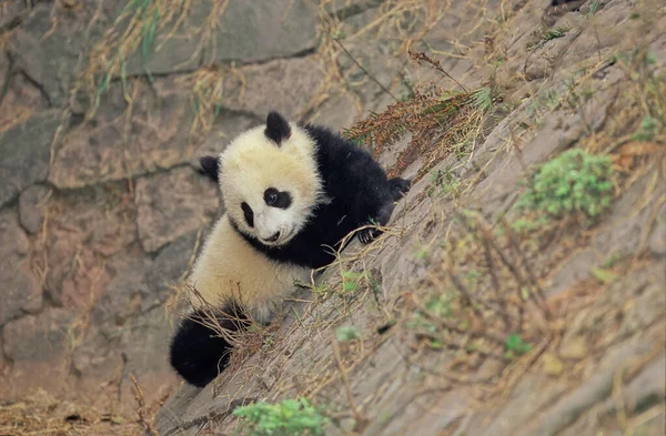 Giant Panda Ailuropoda Melanoleuca Chengdu Base Investigação Sichuan China Chinese — Fotografia de Stock