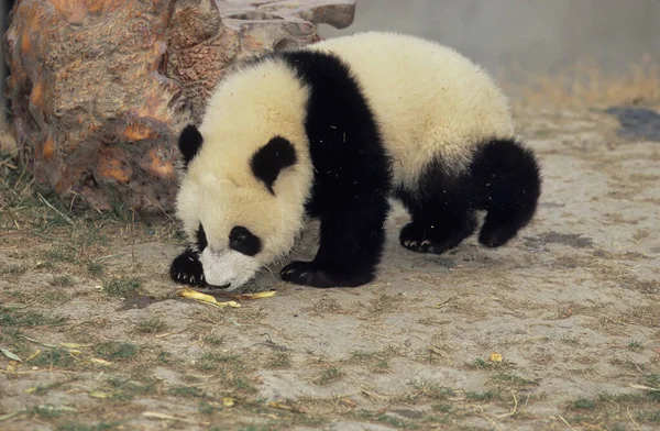 Giant Panda Ailuropoda Melanoleuca Chengdu Base Investigação Sichuan China Chinese — Fotografia de Stock