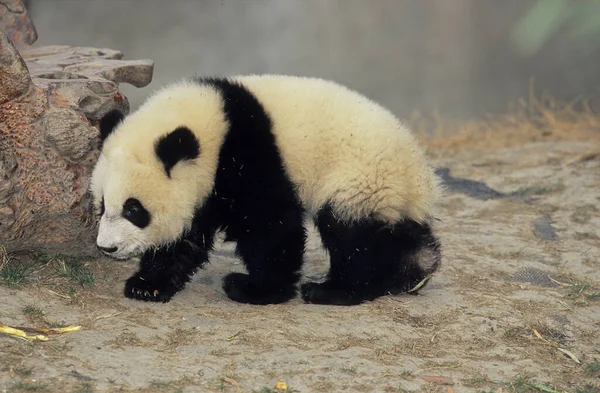 Giant Panda Ailuropoda Melanoleuca Chengdu Kutatási Alap Sichuan Kína Kína — Stock Fotó