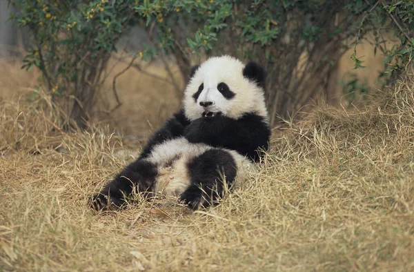 Giant Panda Ailuropoda Melanollca Chengdu Research Base Sichuan China Chinese — стоковое фото