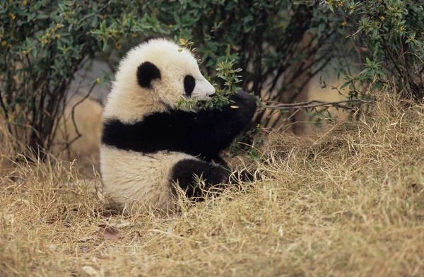 Giant Panda Ailuropoda Melanoleuca Chengdu Research Base Sichuan China Chinese — 图库照片