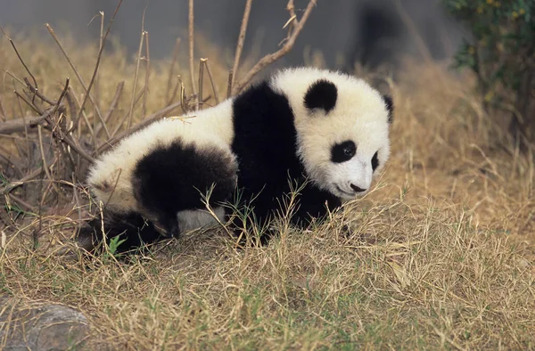 Giant Panda Ailuropoda Melanoleuca Chengdu Research Base Sichuan China Chinese — Stock fotografie