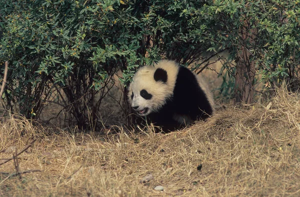 Giant Panda Ailuropoda Melanoleuca Chengdu Kutatási Alap Sichuan Kína Kína — Stock Fotó