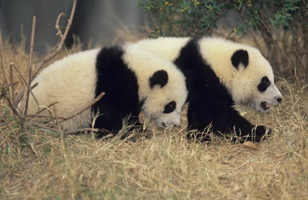 Giant Panda Ailuropoda Melanoleuca Chengdu Research Base Sichuan China Chinese — 图库照片